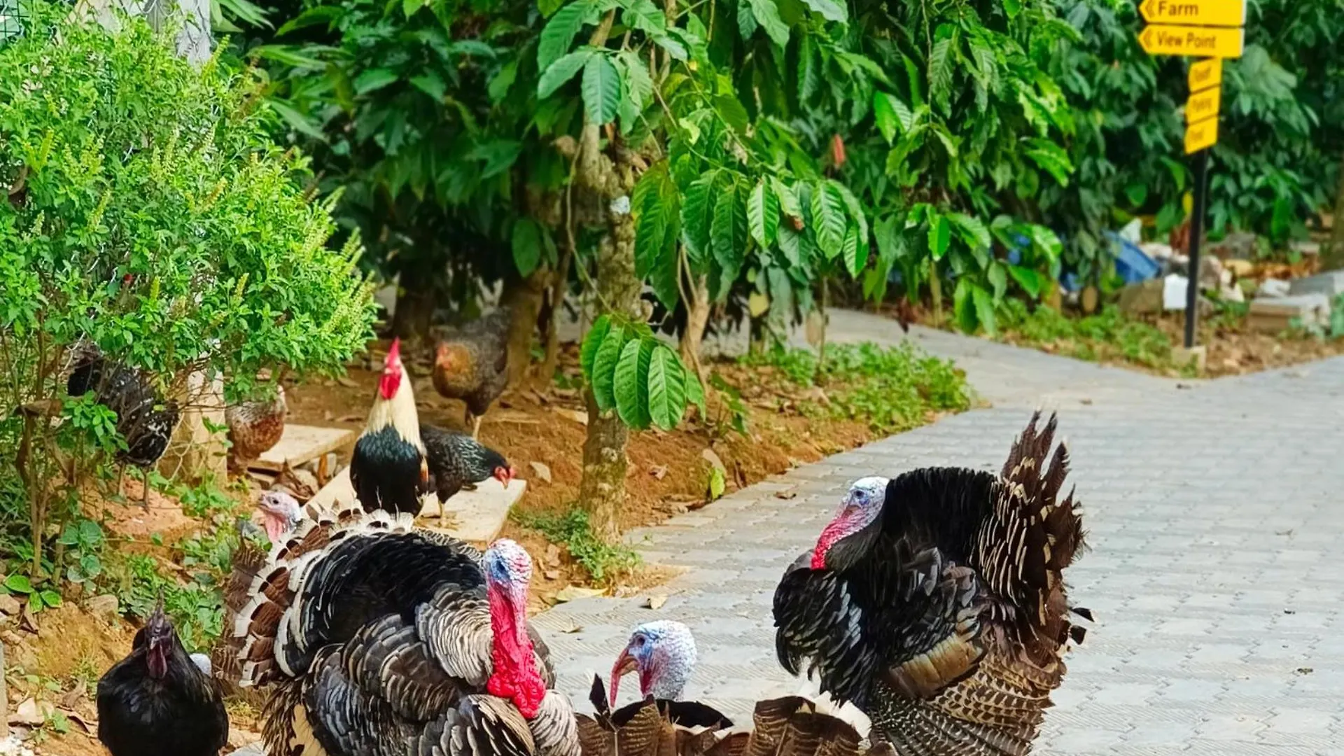 Sylvan Resort Wayanad Índia