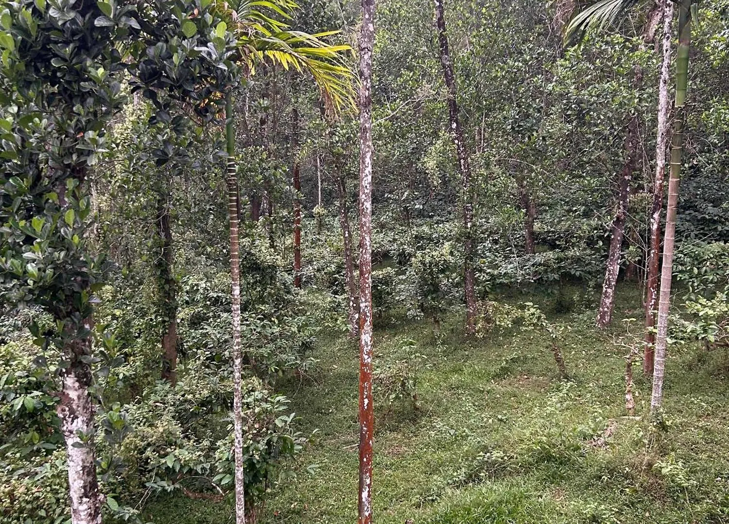 Sylvan Resort Wayanad Quarto em Acomodações Particulares