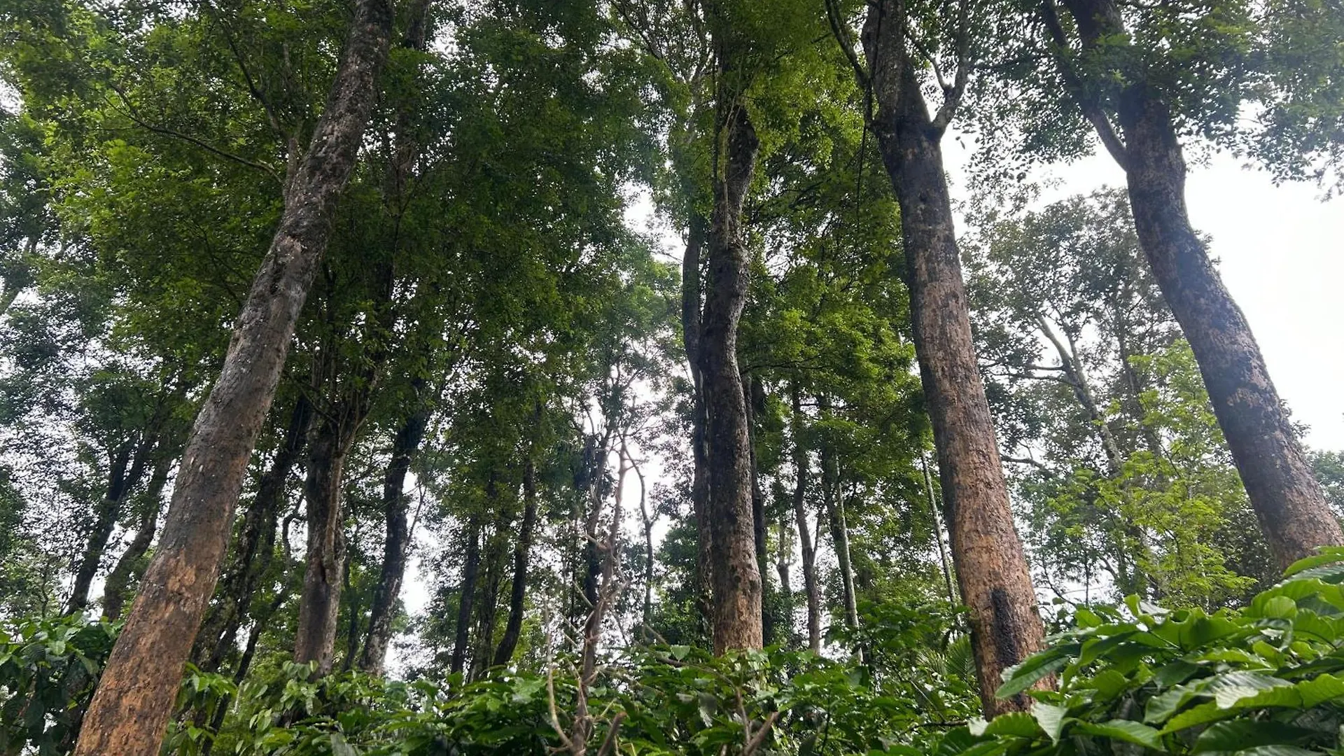 Sylvan Resort Wayanad